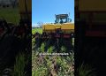 Strip-till. Mobilização mínima na sementeira do milho