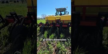 Strip-till. Mobilização mínima na sementeira do milho