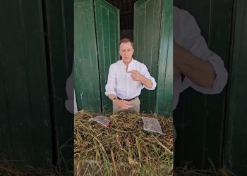 Avaliação da taxa de mineralização da cultura de cobertura