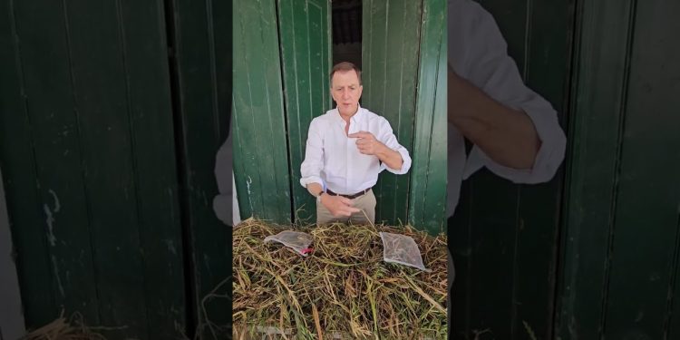 Avaliação da taxa de mineralização da cultura de cobertura