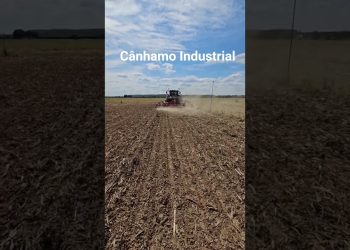 Cânhamo Industrial