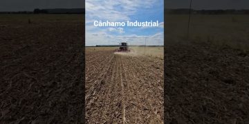 Cânhamo Industrial