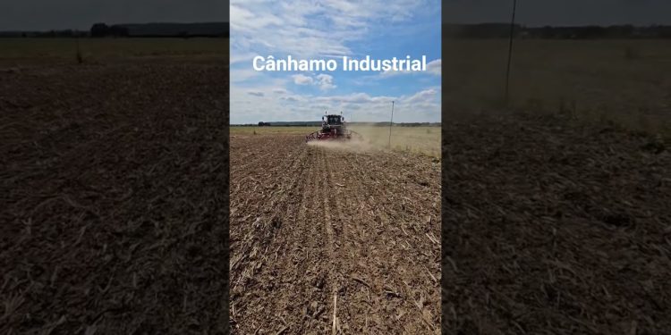 Cânhamo Industrial