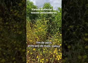 É fundamental aumentar os polinizadores, para podermos reduzir o uso de fitofarmacos.