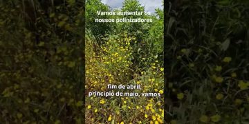 É fundamental aumentar os polinizadores, para podermos reduzir o uso de fitofarmacos.