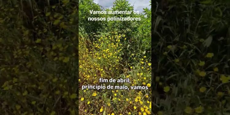 É fundamental aumentar os polinizadores, para podermos reduzir o uso de fitofarmacos.