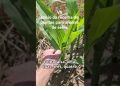 Fase V6. Início da recolha de plantas para análise de seiva