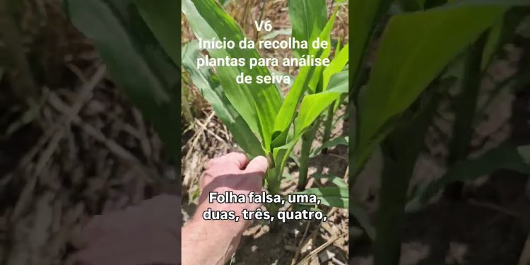 Fase V6. Início da recolha de plantas para análise de seiva