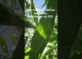 Solo saudável,  plantas saudáveis. Reciclagem de CO2