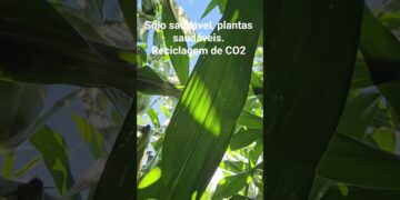 Solo saudável,  plantas saudáveis. Reciclagem de CO2